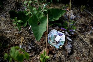 2025 felix master constanzeflamme uk2