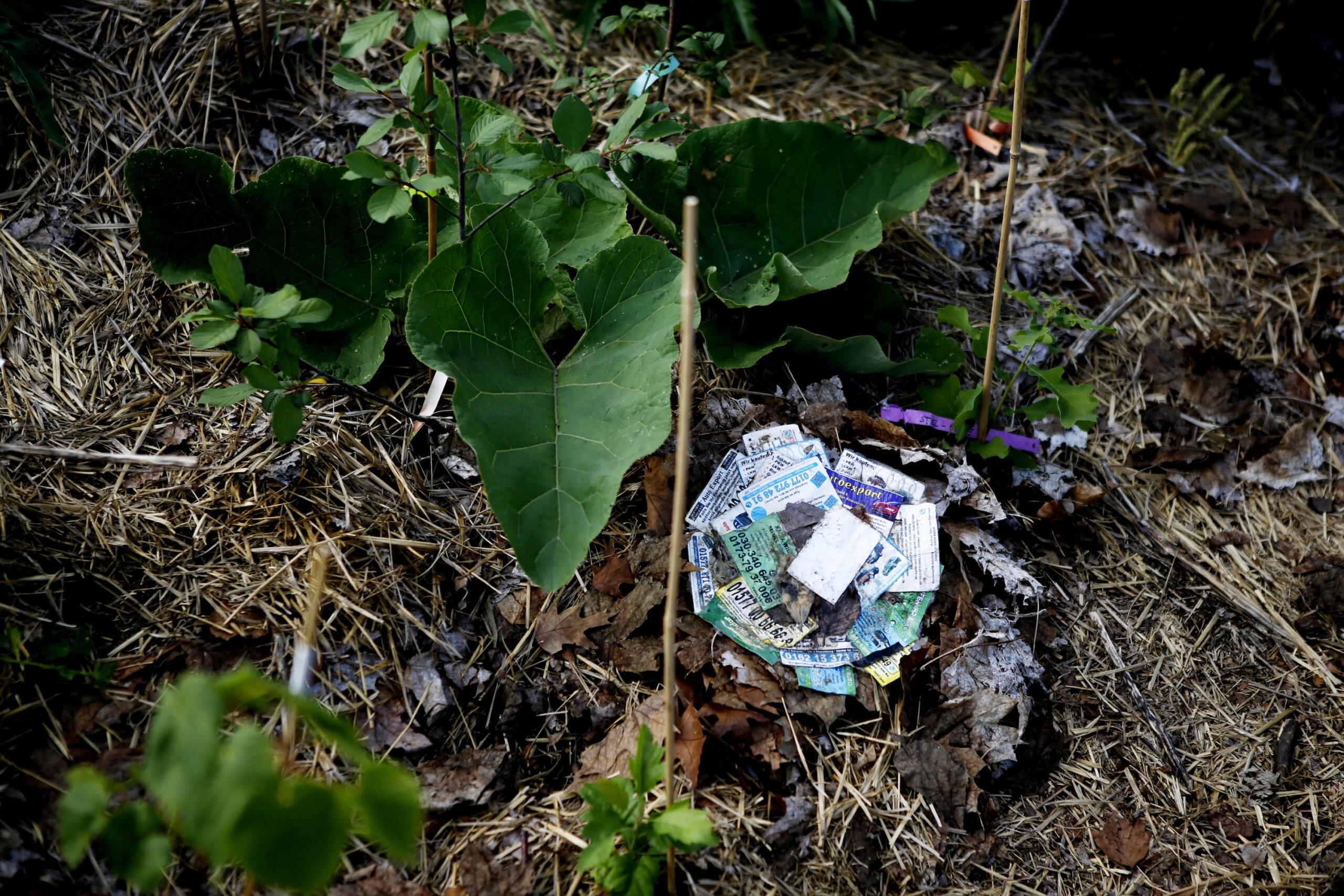 2025 felix master constanzeflamme uk2