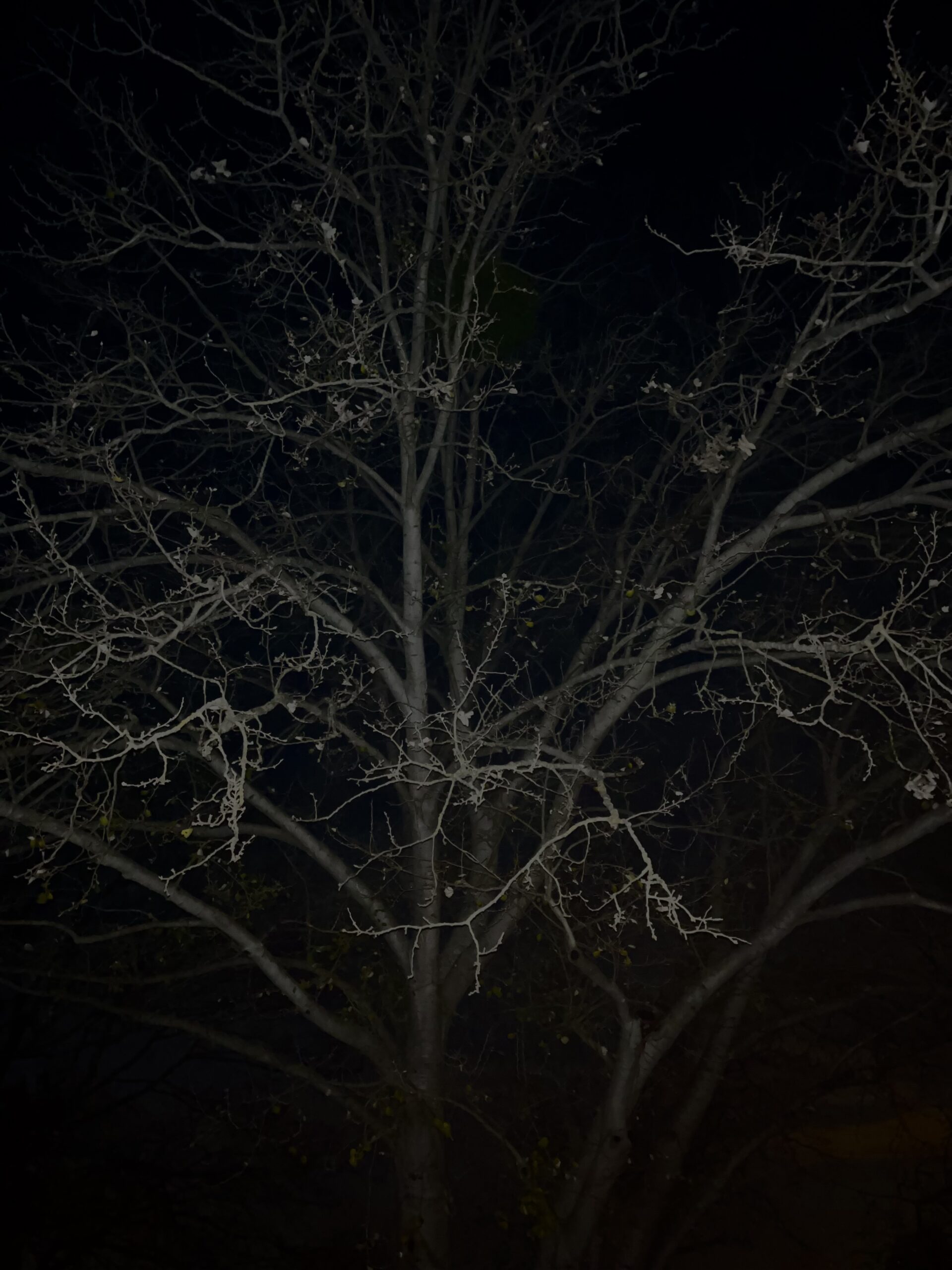 winterly tree in the dark with black an white look